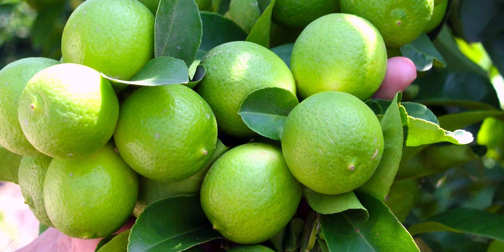 Limon Pais