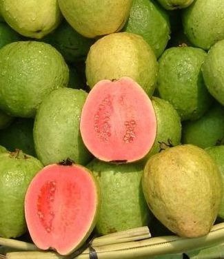 GUAYABO PEQUEÑO