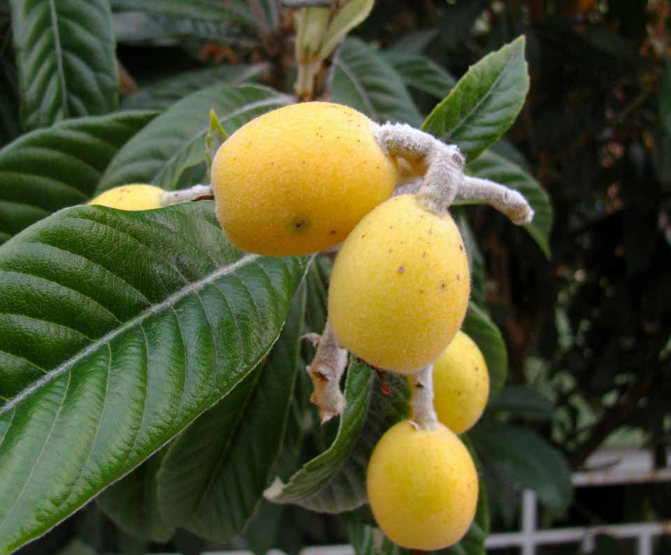 NISPEROS OFERTA