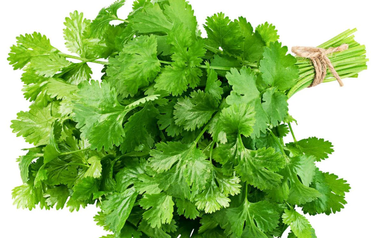 CILANTRO