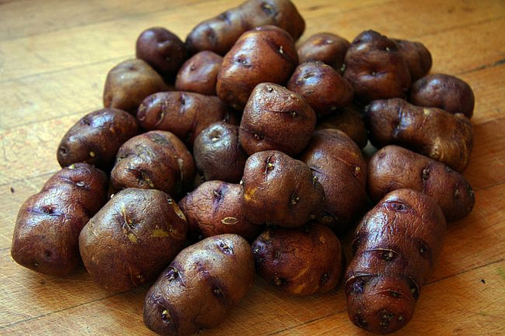 Papa bonita mediana malla