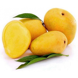 [21] MANGO