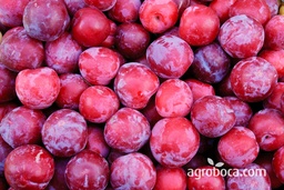 [304] CIRUELA Roja PEQUEĂ‘A
