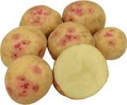 [445] PAPA CARA BLANCA