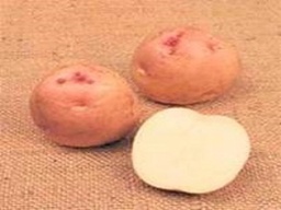 [164] PAPA RECARA PAIS GRANEL