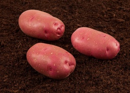 [179] PAPA TORNADO PAIS