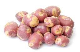 [181] PAPA CASINO GRANDE