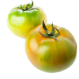 [185] TOMATE PLATO