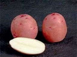 [200] PAPA DRUID GRANEL